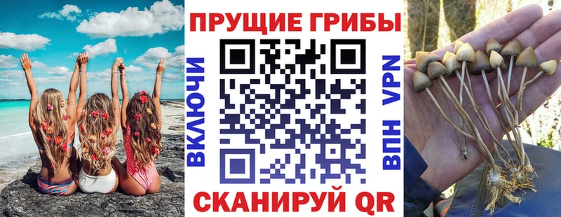 маркетплейс наркотические препараты  blacksprut ONION  Ачхой-Мартан  Галлюциногенные грибы Cubensis 